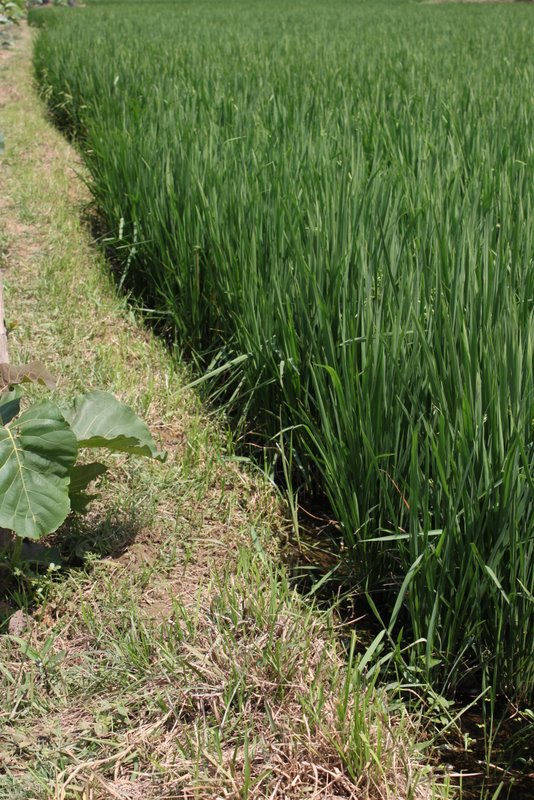 Rice fields.